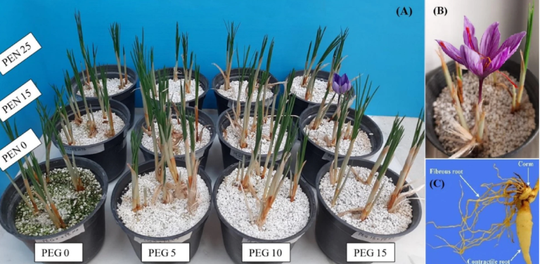Saffron fibrous roots illustrating research on POX, SOD and CAT activity