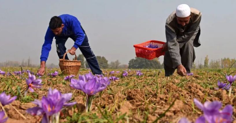 saffron yield factors