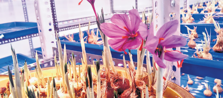 indoor saffron farming