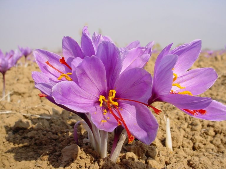 Illustration of a farmer harvesting saffron flowers in Saxony, Germany