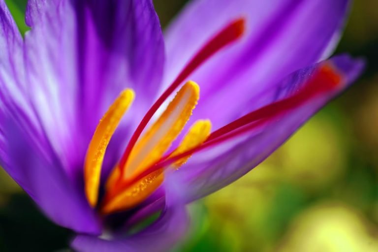 Saffron flowers
