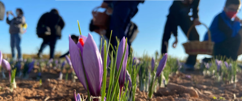 Illustration of saffron harvesting in the Spanish region of La Mancha