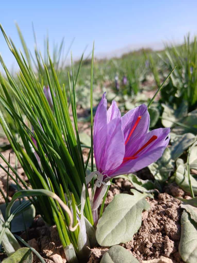 Saffron cultivation shown in an article about Spain’s climate and harvest conditions