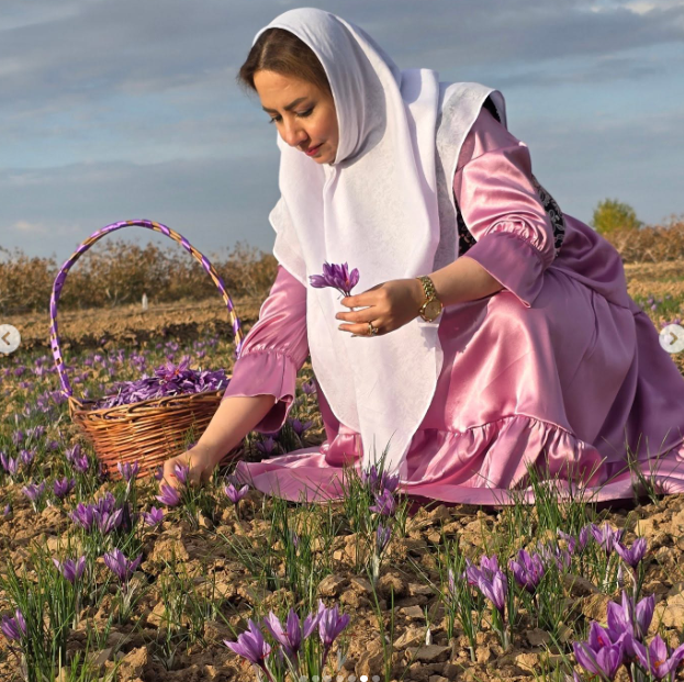 Woman harvesting saffron flowers in Herat, Afghanistan
