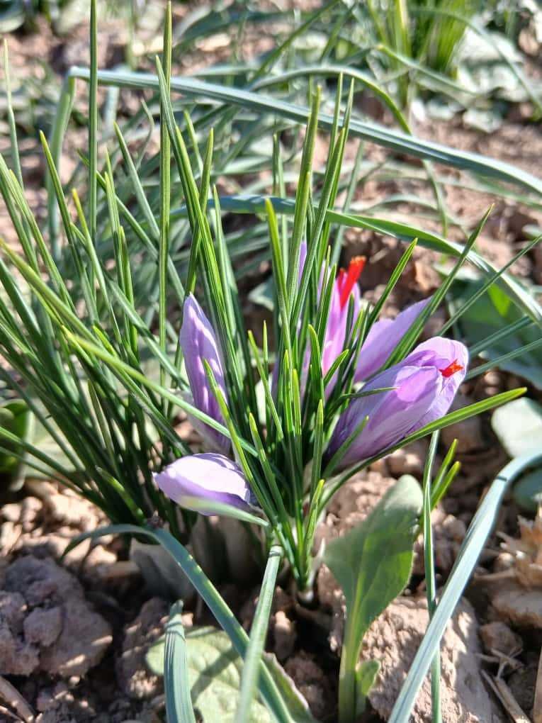 Saffron Intercropping: New Opportunities for Sustainable Farming