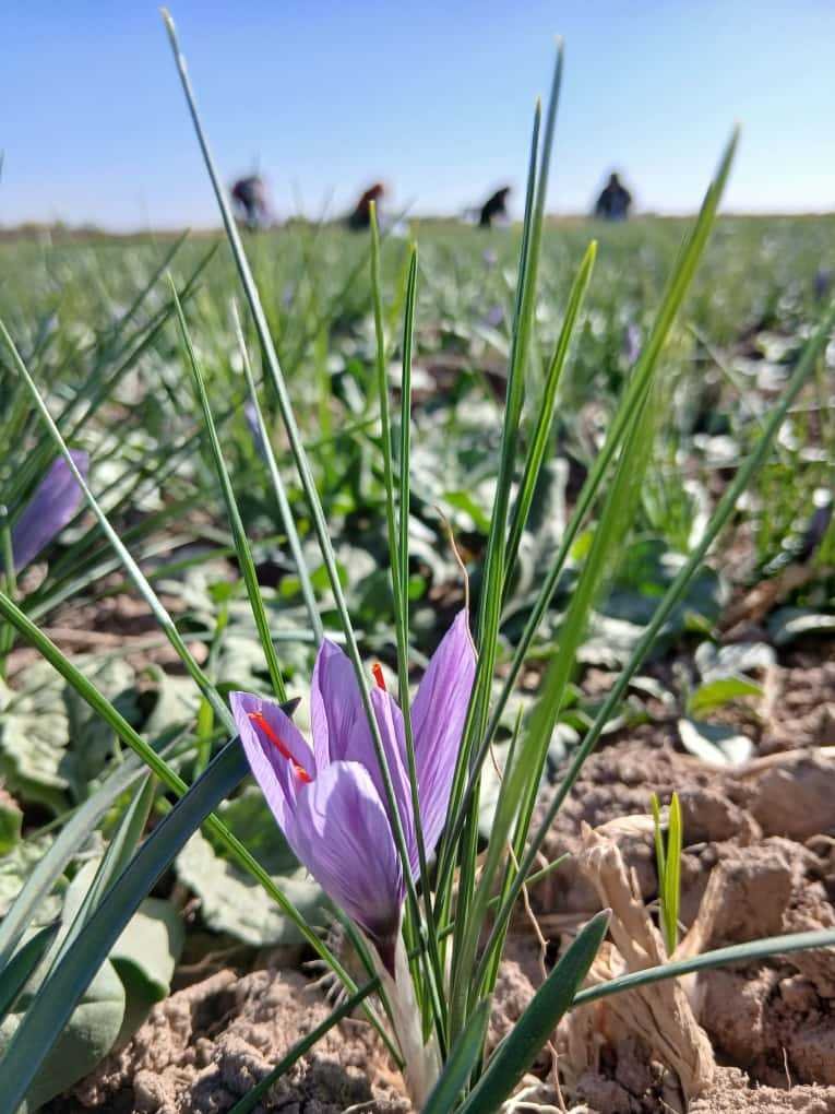Farm workers gathering violet saffron flowers during harvest