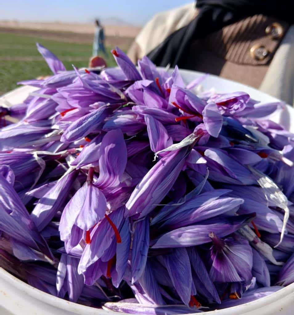 Saffron threads accompanying a scientific review of tolerability in 102 clinical trials