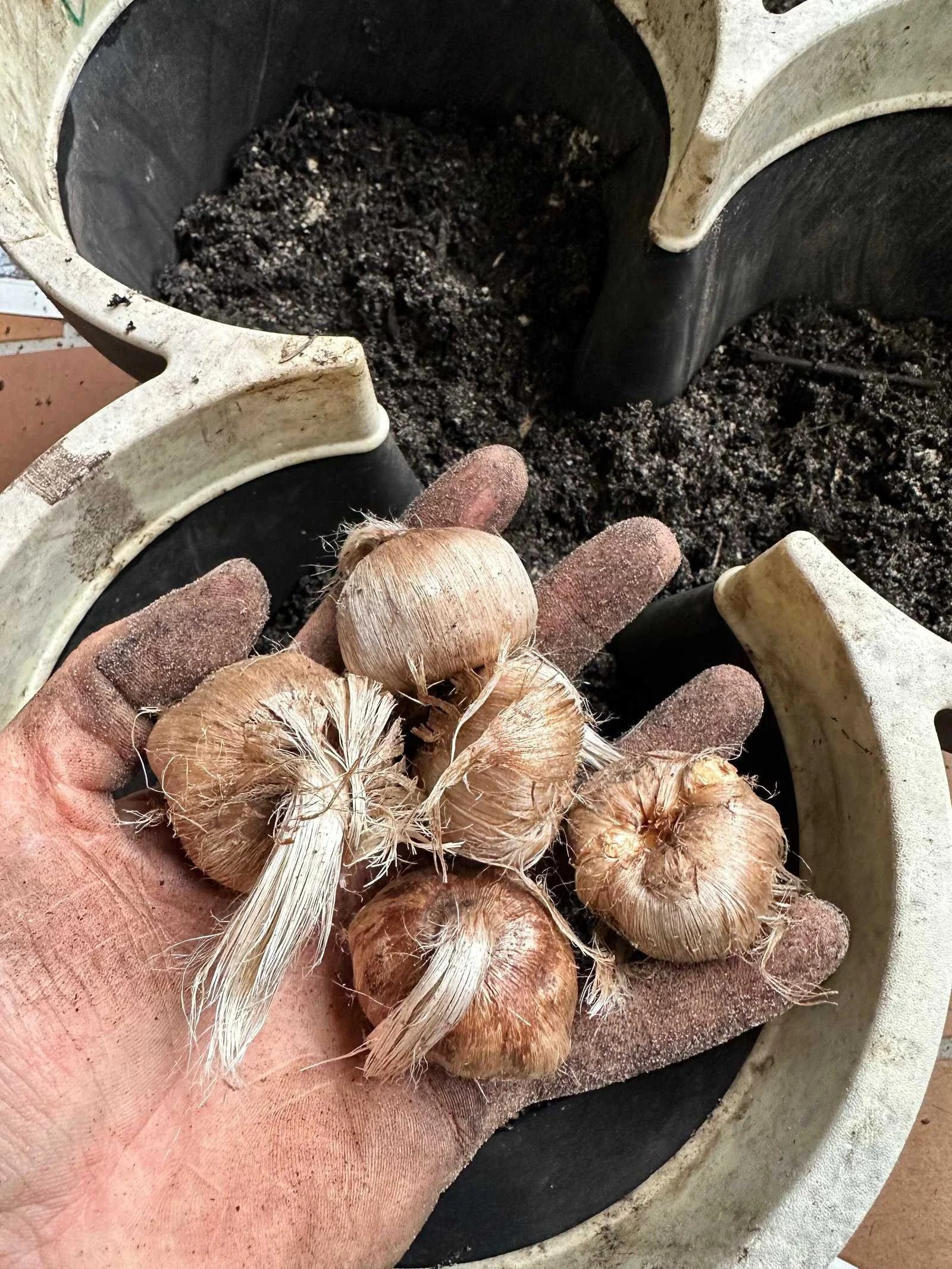Corms and trial materials in the Saffrona trial in Schleswig-Holstein