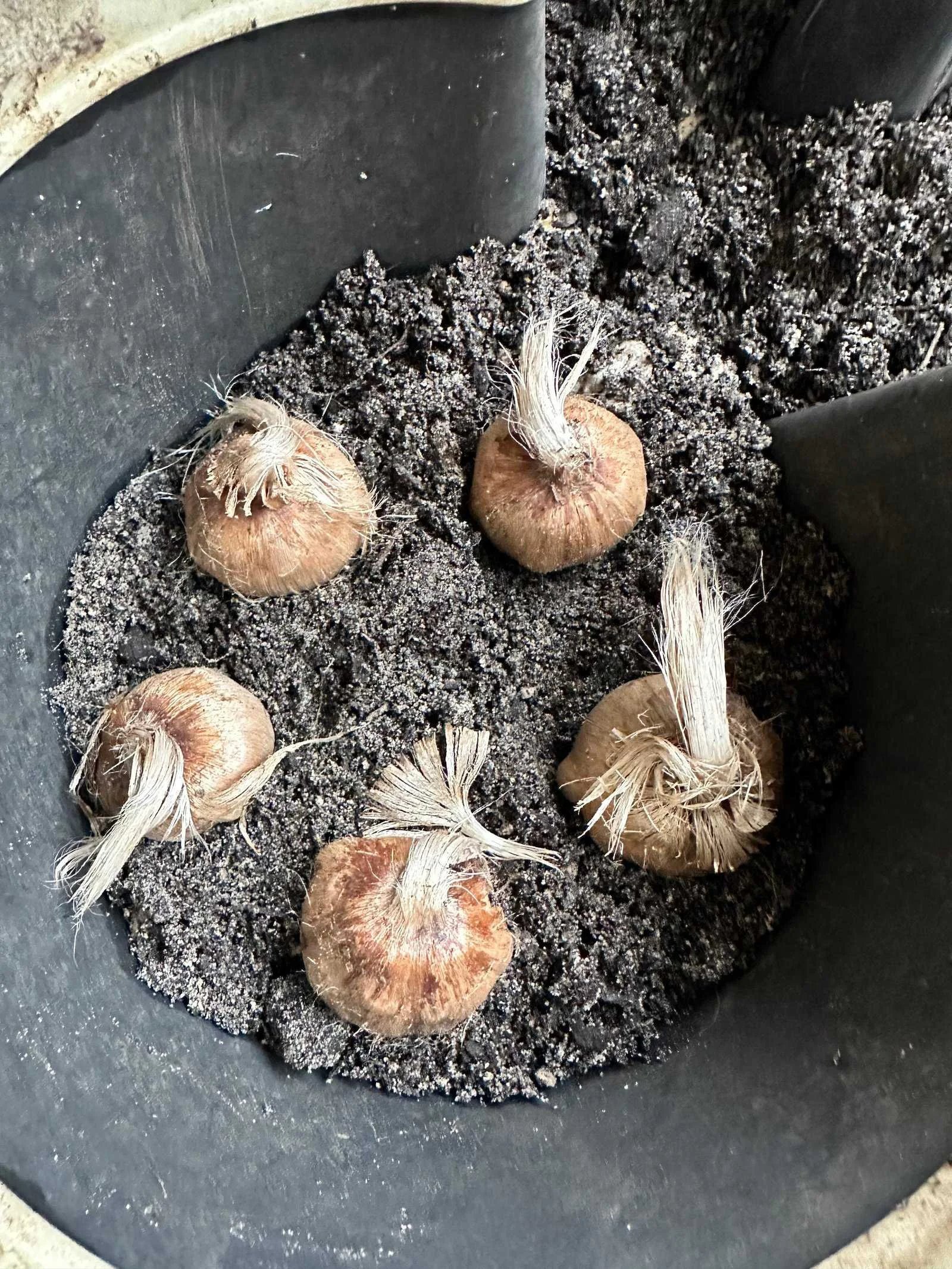 Planting: a documented trial unit in the Saffrona trial in Schleswig-Holstein