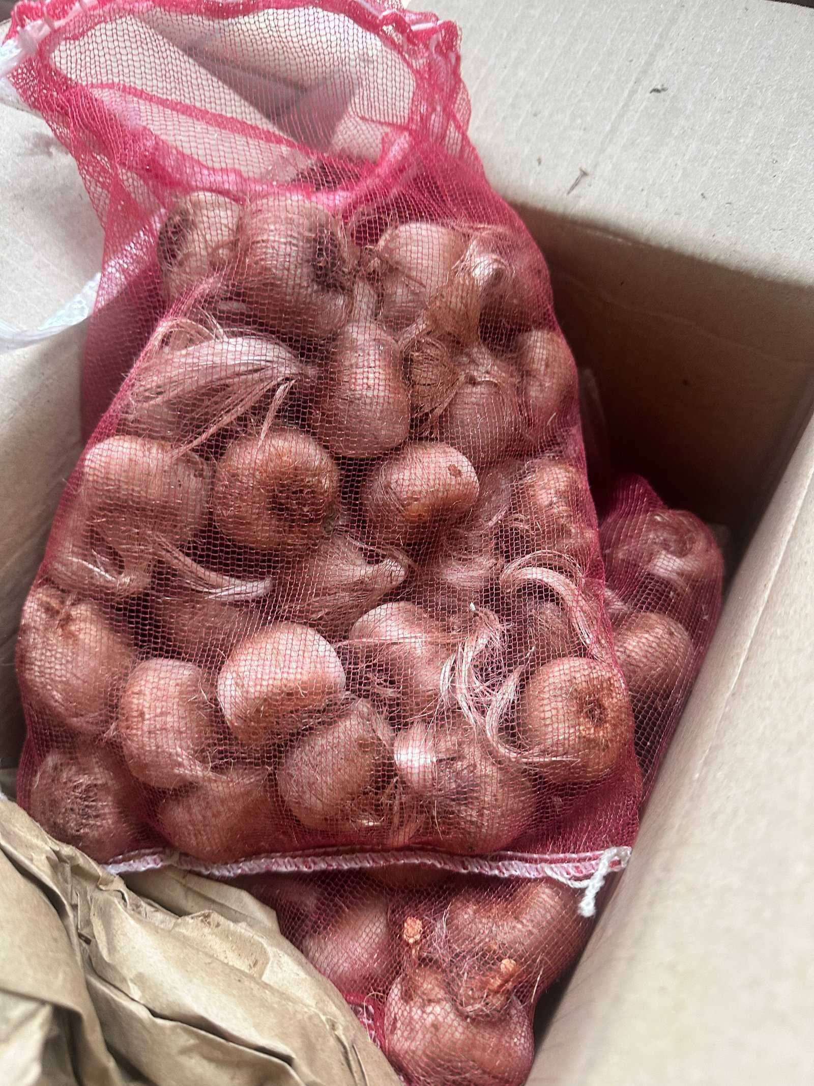 Corms before planting in the Saffrona trial in Schleswig-Holstein
