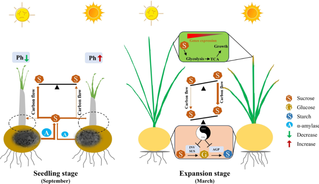 Safran Forschung Lichtintensität – Safranpflanzen unter schwachem Licht im Gewächshaus