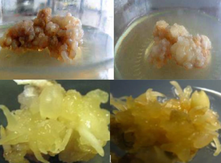 Safran Mikrovermehrung im Labor – NAA, BAP und Salicylsäure fördern Kallusbildung, Sprossregeneration und Mikrokormbildung