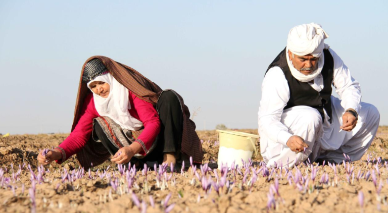 Safran Authentizität – NMR-Fingerprinting zur Prüfung von Crocin, Picrocrocin und Safranal