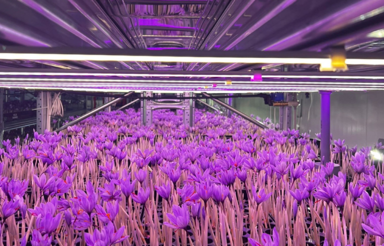 Safran Innovation – Indoor-Farm mit KI-gesteuertem Anbau von Safranblüten