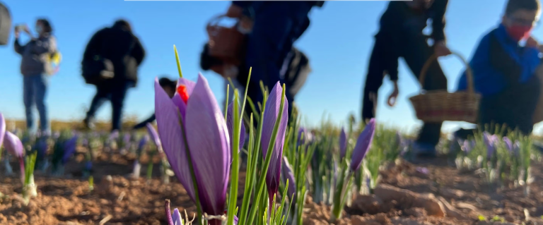 Safran aus La Mancha – traditionelle Ernte auf den Feldern Spaniens bei Sonnenaufgang