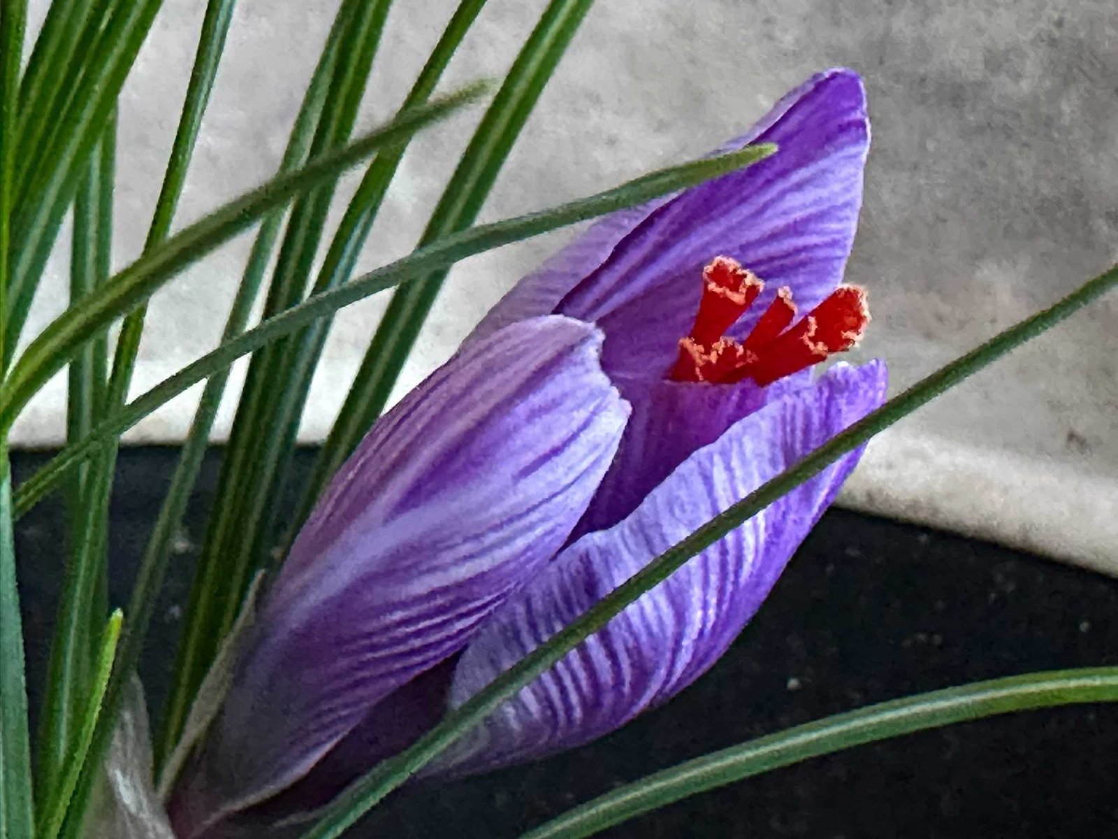Close-up of the first violet saffron flower and its red stigmas in the Saffrona trial on 8 October 2026