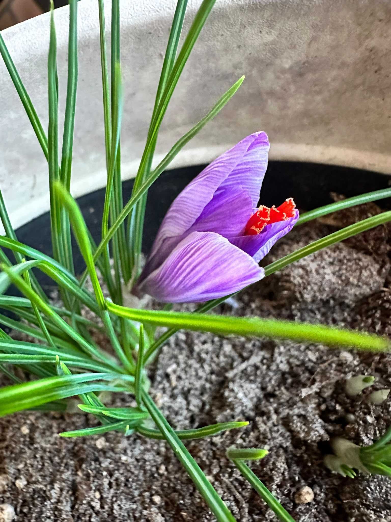 First saffron flower in a pot in Barmstedt, Schleswig-Holstein, on 8 October 2026