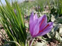 Safran in Deutschland anbauen – Safrankrokus im herbstlichen Gartenboden